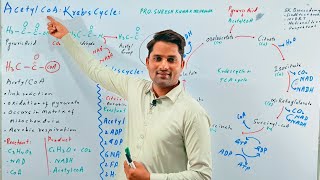 Krebs cycle acetyl CoA Citirc acid cycle BioenergeticsPhotosynthesisHindi UrduProSuresh Kumar [upl. by Normi]