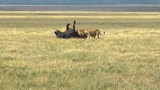 Lions attack Cape buffalo in Ngorongoro Crater Tanzania 2nd of 4 DSCN1359 [upl. by Ives]