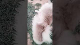 I m a jumping like subscribe Like subscribeme1992 dogcomedy viralvideo video viralshorts [upl. by Meneau]