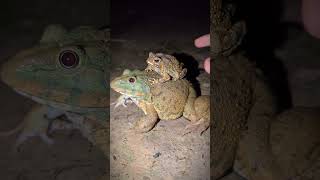 Laughter of frogs at night  Two frog friends jump funny  Wep Wep funny frog videos [upl. by Fredela194]