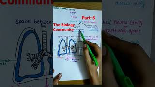 HUMAN RESPIRATORY SYSTEM PART3 breathingandexchangeofgasesclass11biologyneet2025cbseshortsbio [upl. by Lenehc]