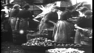 British women work at the James Keiller and Sons Dundee Marmalade factory doing HD Stock Footage [upl. by Annayoj]