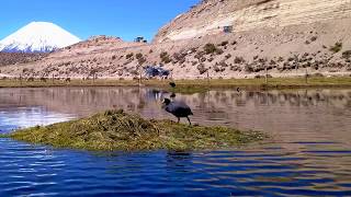 Parque Nacional Lauca y Reserva Nacional Las Vicuñas Chile 4K [upl. by Kraft]