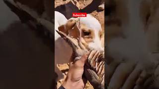 dog funny moment wildlife doglover dogshorts dogtraining doghunt [upl. by Moncear]