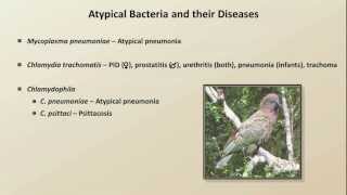 Antibiotics for Atypical Infections Antibiotics  Lecture 7 [upl. by Leummas]