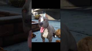 1000 abone özel gta5 pitbull pitbullvs edit gta pitbullvspitbull [upl. by Cran672]