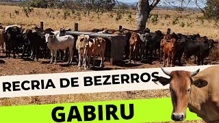 8° dia de recria de bezerro gabiru [upl. by Nageem]