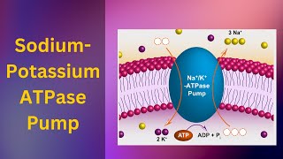 Sodium potassium pump How The Sodiumpotassium Pump Works active Transport [upl. by Freed]