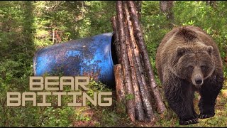 Prepping for BLACK BEAR Season August Baiting  Utilizing Multiple Bait Sites [upl. by Demetra]