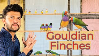 Gouldian Finch Colony Breed gouldianfinches [upl. by Ignatz]