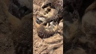 Meerkats loving their new wool treat cuteanimals [upl. by Nol]