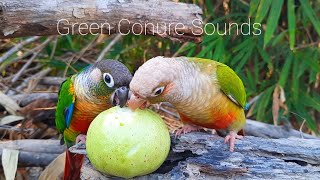 Green Conure singing sounds  My green cheek conure parrot bird singing sounds in the forest [upl. by Gleich]