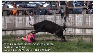 Course de Vaches à la Mande Du Rhône 14052015 [upl. by Assina]