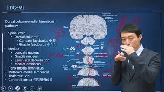 신경과학신경해부학 37강 척수로 spinal tract [upl. by Anitnas]