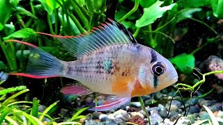 Bolivian Ram eating its fill on live food Planted Community Aquarium [upl. by Phippen885]