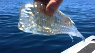 Fisherman Plucks Bizarre Translucent Wobbly Shrimplike Creature From The water Off New Zealand [upl. by Dranik]