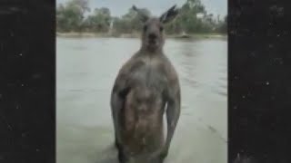 Caught on camera Man takes on kangaroo to save dog [upl. by Ortrud]