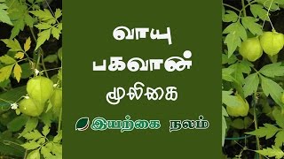 மூட்டு வலி குணமாக முடக்கத்தான் கீரை  Mootu Vali Nattu Maruthuvam  Mootu Vali Vaithiyam Tamil [upl. by Alexio]