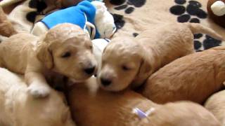 Very Noisy Goldendoodle Puppies [upl. by Edgard126]