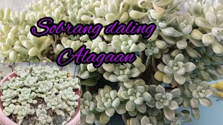 GRAPTOPETALUM MENDOZAE SOBRANG DALI ALAGAAN NO NEED NG CARE TIPS PROPAGATE NALANG NATIN [upl. by Holihs]