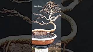 Ficus Benjamina Meliuk [upl. by Melantha]