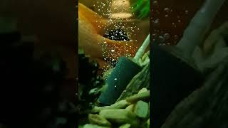 Bubbler with bubble of water  slow motion [upl. by Yleoj]