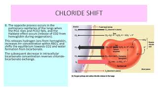 CHLORIDE SHIFT [upl. by Alysoun]