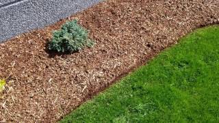 Edging  Clean Cut Landscape  How to properly edge a lawn using a Stihl string trimmer [upl. by Kleeman349]