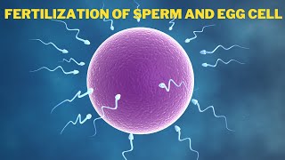 Fertilization of Egg and Sperm in Human  How Sperm Meets an Egg to Fertilize  biology cell dna [upl. by Koerner]