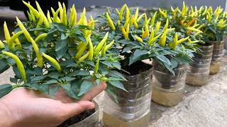 Growing peppers in plastic bottles is easy and requires no watering [upl. by Tivad]