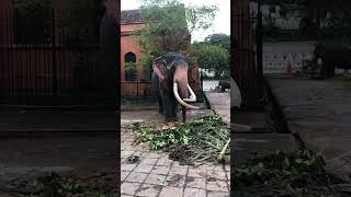 Tuskers Sri Lanka  මාලිගාවේ ඇත්තු  foryou viralvideo [upl. by Hetti930]