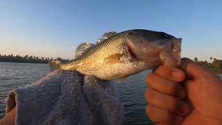 Bass Fishing Quick BITE after work Sierra Slammer Swimbait [upl. by Araihc]