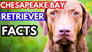 Chesapeake Bay Retriever  Top 10 Facts [upl. by Suinuj232]