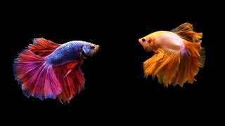 12 Hours Stunning Betta Fish with Relax Music 🐠 Relaxing Fish in Black Aquarium [upl. by Gentille673]