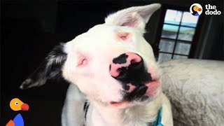 Abandoned Blind and Deaf Puppy Learns To Be a Dog Again With Loving Moms Help  The Dodo [upl. by Retnyw805]