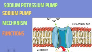 Sodium potassium Pump NaK pump Sodium pump NaK ATPase Mechanism Functions [upl. by Golanka]