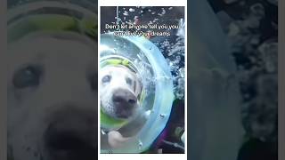 MAN BUILDS DOG SCUBA SUIT 🤿dog wholesome animal [upl. by Ellerrad322]