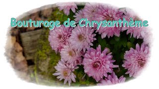 Comment bouturer le Chrysanthème   Monjardindansleslandes [upl. by Adialeda263]