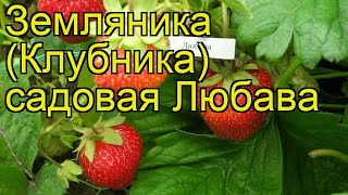 Земляника садовая Любава Краткий обзор описание характеристик fragaria ananassa Liubava [upl. by Aneala803]