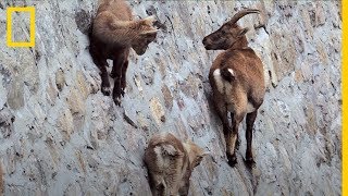 Estas CABRAS son capaces de andar por una pared VERTICAL ¿Por qué  National Geographic en Español [upl. by Huxley]