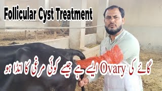 Repeat Breading in cow Buffalo Treatment Protocol  Treatment Repeat Breader cow Dr Muhammad imran [upl. by Enilekcaj734]