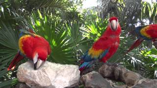 Xcaret Scarlet Macaws Cancun Mexico 2014 [upl. by Alrak]