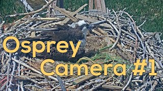 Boulder County Fairgrounds Osprey Camera [upl. by Nedyrb]