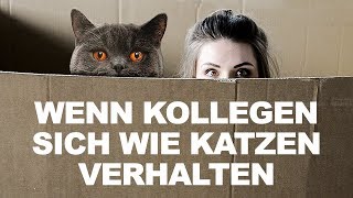 Wenn Kollegen sich wie Katzen verhalten  Weltkatzentag [upl. by Nwatna]