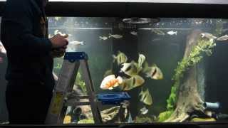 Huge Fish Tank Feeding [upl. by Philana]