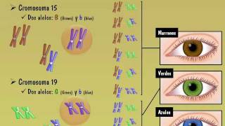El color de ojos en humanos  Parte II Genética del color de ojos [upl. by Barbuto]