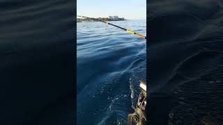 Trolling from the Kayak in Roatan’s Waters—Tuna on the Line 🚣‍♂️🐟 KayakFishing RoatanReef [upl. by Hales]