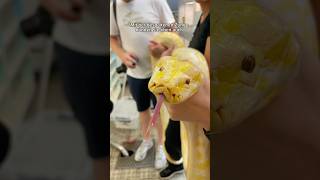 Warum züngeln Schlangen Und wie nutzen sie ihre gespaltene Zunge 🤔🐍 tierwissen [upl. by Attelrak]