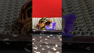 Baby tortoise eating Clitoria flowers 🪻🐢😋 tortoise tortoisefood [upl. by Lorraine371]