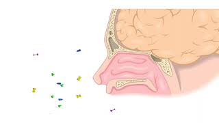 Olfaction or the sense of smell [upl. by Anrahc]